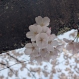 �ؽ���Ǥ롩������ȯ�ڡ����٤β���