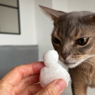 猫だるまちゃんとニャンコ