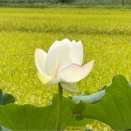 無事です