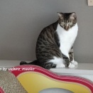 キャットタワーの愛羅ちゃん、「お腹はNG」だったピノ店長など～2026年4月の保護猫カフェ、猫の館ME（後編）