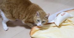 猫にぎょうにゃ。