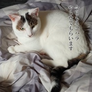 年々疲れやすくなってる気が…と、雀カラーの翼つくりました。