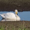 飛ぶオオハクチョウを撮る🦢🦢📸（多々良沼公園）