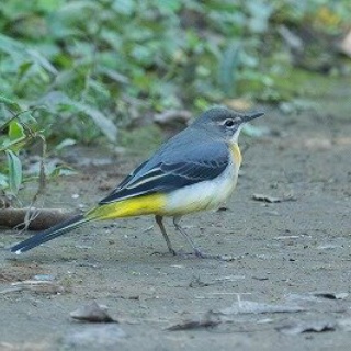 東京港野鳥公園　レンジャーブログ