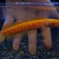 18月9日(金)熱帯魚入荷情報🐟