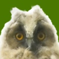 トラフズク