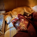 風太通信～柴犬風太の日記帳