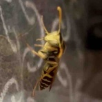 庭の生き物を愛でてます・台所で生き物を育ててます