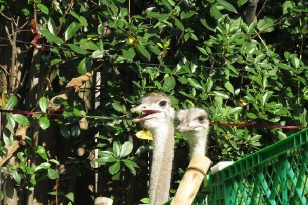 天王寺動物園スタッフブログ ダチョウ
