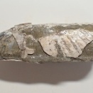 トクナガキヌタレガイ