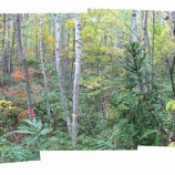 『見通しの悪い森林の地すべりでもうまくいきました。』の画像