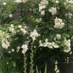 ナチュラルライフ