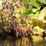 シャスタ便り！