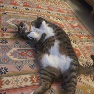 ドレミの日記　～no cat no life. I am a widow.～