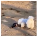 時と場合により、「死んだフリ」は有効