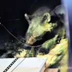 山形県「もう人里に下りてくるんじゃないぞ」クマ「はい…」→秋田県の人里で捕獲され駆除へ