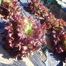 リーフレタス収穫