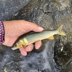 よっしゃさんの釣り日記