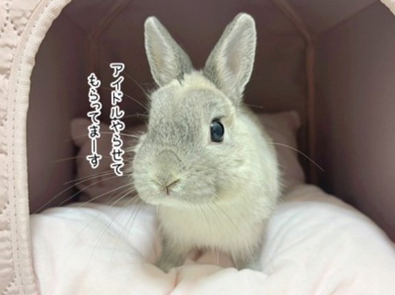 うさぎのルリ(3/19追記)