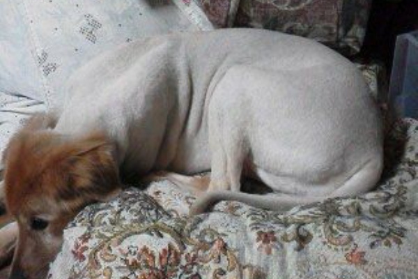 うちの犬 ハチ 雑種 ハートネット スタッフのblog