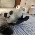 いたずら小僧のフランキ坊や