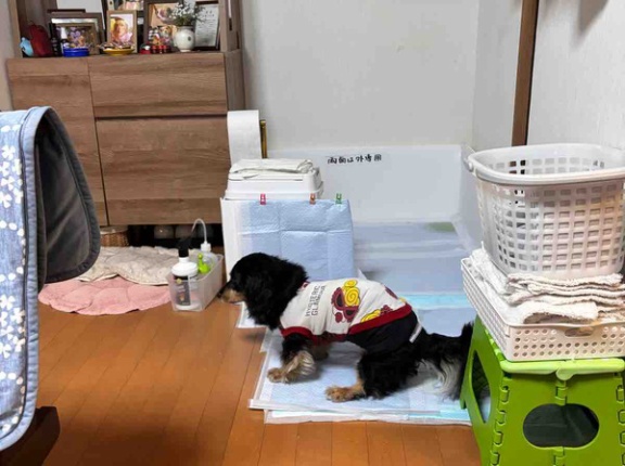 風邪引きかけ。