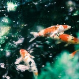 【激臭】大阪城、魚が死にまくり地獄絵図･････