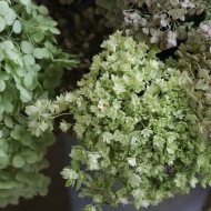 【インテリア】今夏の庭の思い出作りは豪華なこの花が活躍中♪