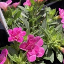 カリブラコア・ダブルティックルピンク