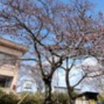 徒然なるしいら