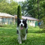 犬と森林浴:大雪山麓のドッグラン日記