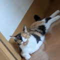 あきちゃん