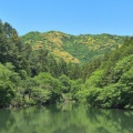 夏鳥揃い踏み
