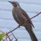 ヒヨドリ(鵯)