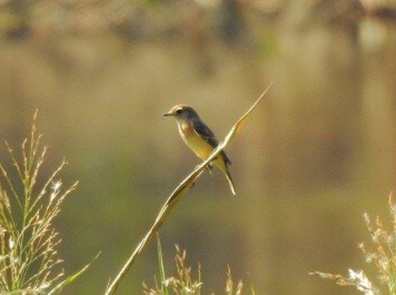 2026年10月22日の野鳥公園