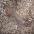 エギングで釣れた