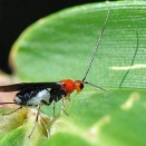 ズイムシクロバラコマユバチ。