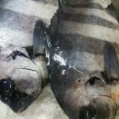 今週末は・・・