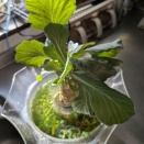 キャベツ水耕栽培