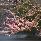 『探梅　２０２６ー３』の画像