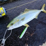 シーバス電脳日誌 ロードバイクでサイクリングも