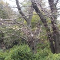 上野公園の桜＆交通総合文化展etc
