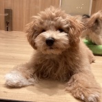 京都 ペットショップワンラブ MOMOテラス店 スタッフブログ