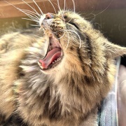 【猫写真】あたたかい所で居たいマロ