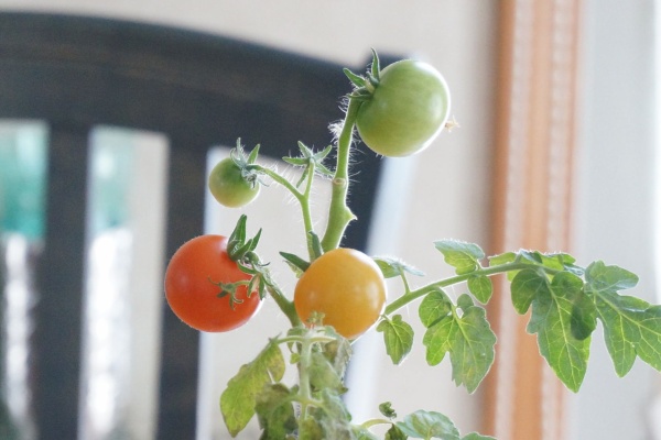 ボットマト レジナ