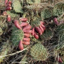 海外「異質な侵略的外来種といえば何？」アメリカ「日本の葛だな」