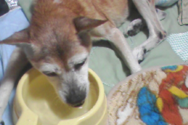うちのたらちゃん 雑種なのに室内犬の老犬の毎日
