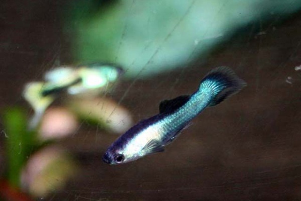 くまぱぱのブログ 11年04月