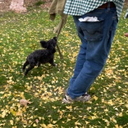 セラピー犬が来ました