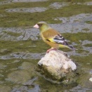 カワラヒワ　～フランスピロシキの朝ご飯、丸亀製麺の晩ご飯～